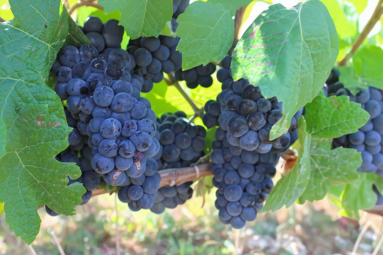Montenegrin Wine — Montenegro